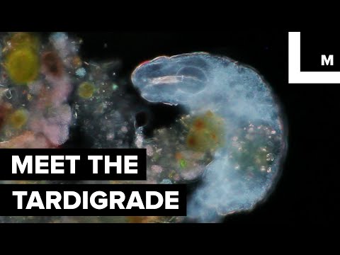 Meet the Tardigrade...the World's Most 'Indestructible' Animal