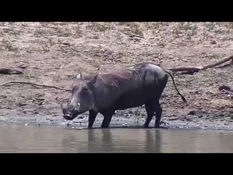 Djuma: Warthogs-one is chasing the other - 10:54 - 11/12/20