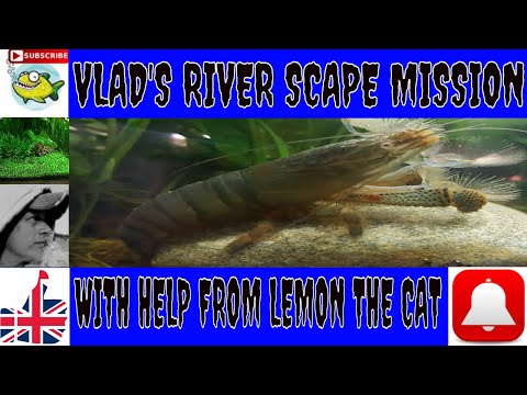 VLAD THE VAMPIRE SHRIMP GETS HIS TANK MAKEOVER.