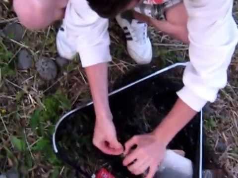 Crap Prins la Porumb La Hanul Pescarilor.wmv