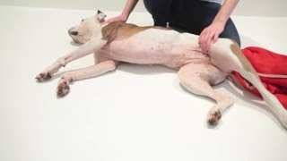 What to do if your dog is in shock