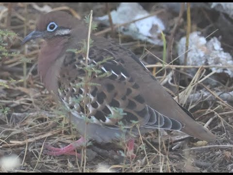 Galapagos dove Zenaida galapagoensis