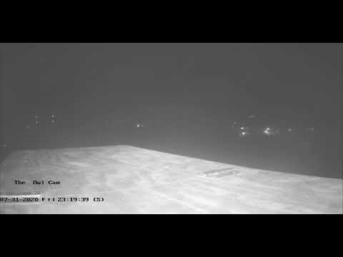 Excited Owlet falls of the box while getting fed.