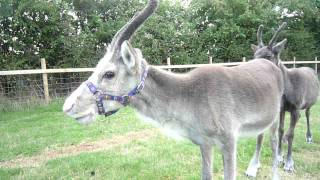 Baby Reindeer "honking"