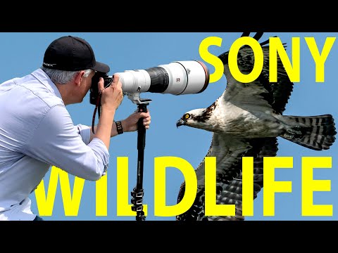 External Review Video P7pElrHGajE for Sony FE 600mm F4 G Master OSS Lens (SEL600F40GM)
