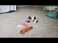 Miniature Dachshund dogs for sale: Polly - Video 1