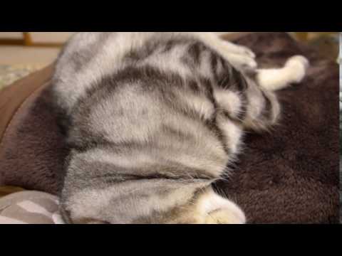 Kelvin Koslow,  a cat who sleeps with a pillow as usual clip10