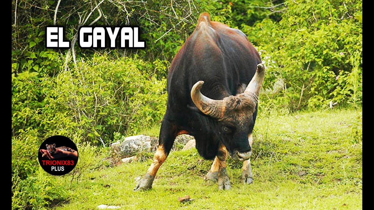 Los toros mas salvajes del mundo – Toros salvajes – Toro Gigante salvaje Indio – EL GAYAL