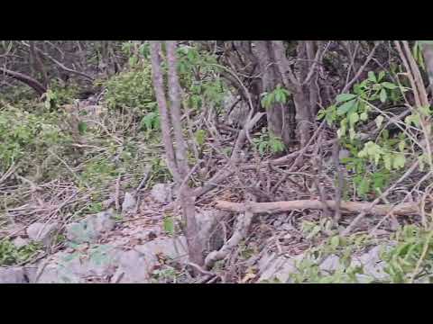 Albion Heights Lot 95