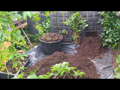 Kompost - zalety i sposób przechowywania