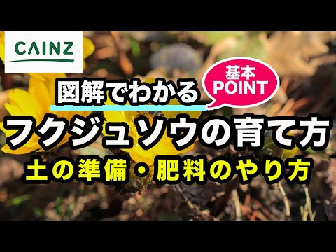 春の福寿草の小花 植物