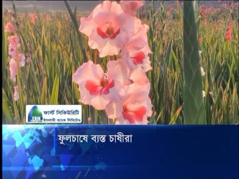 ফুলচাষে ব্যস্ত চাষীরা