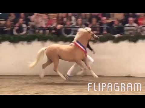 Ankumshof Kensington