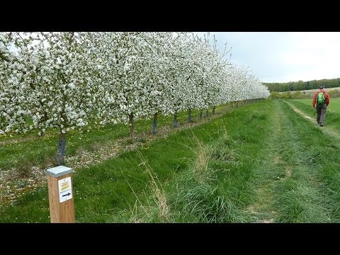 Der Moselsteig: 1. Etappe Perl - Palzem