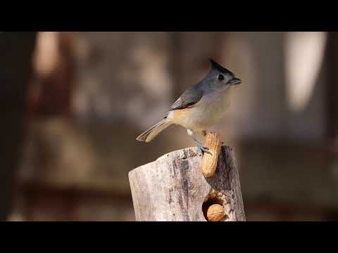 Black crested Titmouse  2020