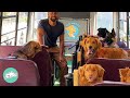 Guy Makes A Doggie School Bus And Drives To Park Every Day | Cuddle Buddies