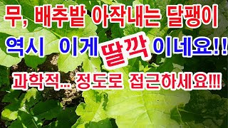 무, 배추밭 아작내는 달팽이 방제. 역시 이게 딸깍!이네요. 과학적으로, 정도로 접근하세요. 시행착오 줄입니…
