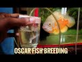 Oscar fish breeding malayalam |നമ്മുടെ ഓസ്കാർ  ഫിഷ് മുട്ടയിട്ടു 