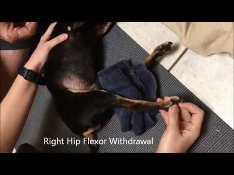 Canine Physical Rehabilitation: Speedy The Dog - Right Hip Flexor Withdrawal