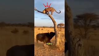Isso não deveria ser possível… mas aconteceu! #curiosidades #bichos #animais