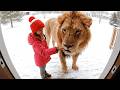 Dangerous Animals Caught Being Friendly