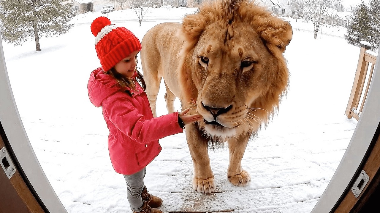 Dangerous Animals Caught Being Friendly