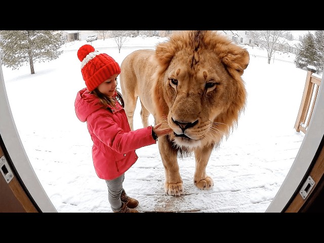 Dangerous Animals Caught Being Friendly