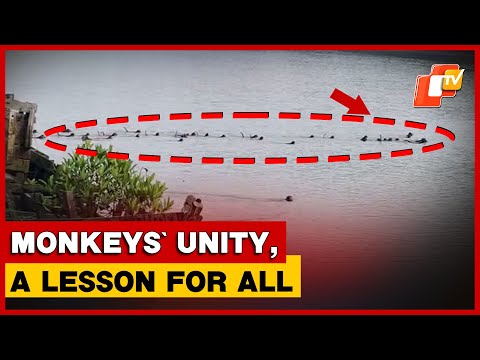 Monkey Troop Tries To Save Companion From Crocodile Attack In Odisha