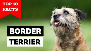 Border Terrier - Top 10 Facts