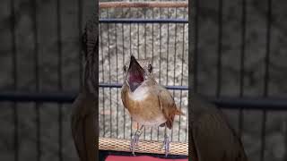 Download lagu MASTERAN TERBAIK SRDC GACOR / SIKATAN RIMBA DADA COKLAT GACOR POOL #birds #burungkicau mp3