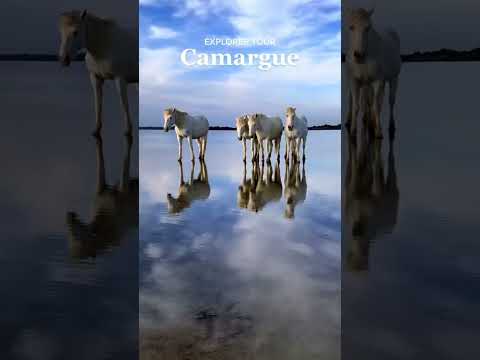 , title : 'I’m photographing the iconic Camargue horses! #horses #camargue #pferde #cheval  #photoshoot'