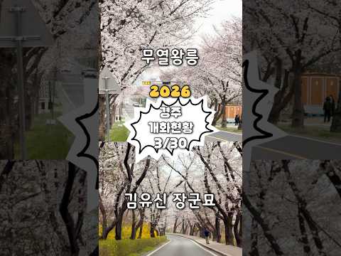 3/30 #실시간경주 #개화현황