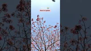 Cherry Blossom in India 🇮🇳 | Love Karnival #SHORTS #cherryblossom #springtime