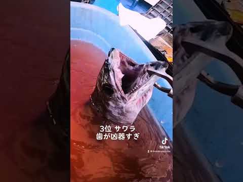 魅惑のチーム:ウツボとスズキ