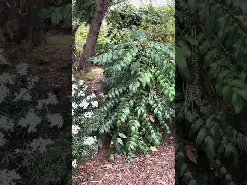 Yamina Rare Plants a few samples 