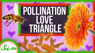 Flowers, Bees, and... Yeast? It's a Pollination Love Triangle!