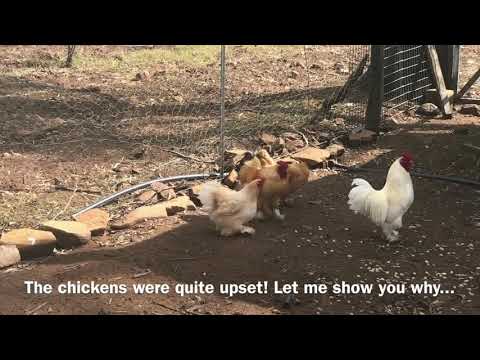 Giant Lizard In Chicken Pen Australia
