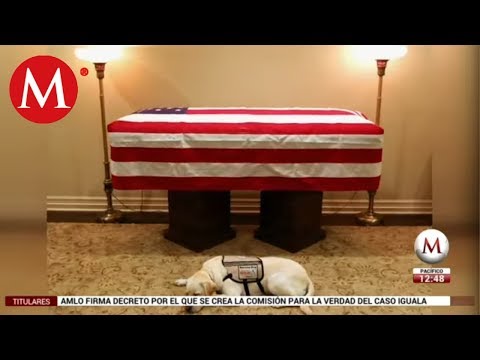 George H.W. Bush's dog, Sully, refuses to leave his coffin