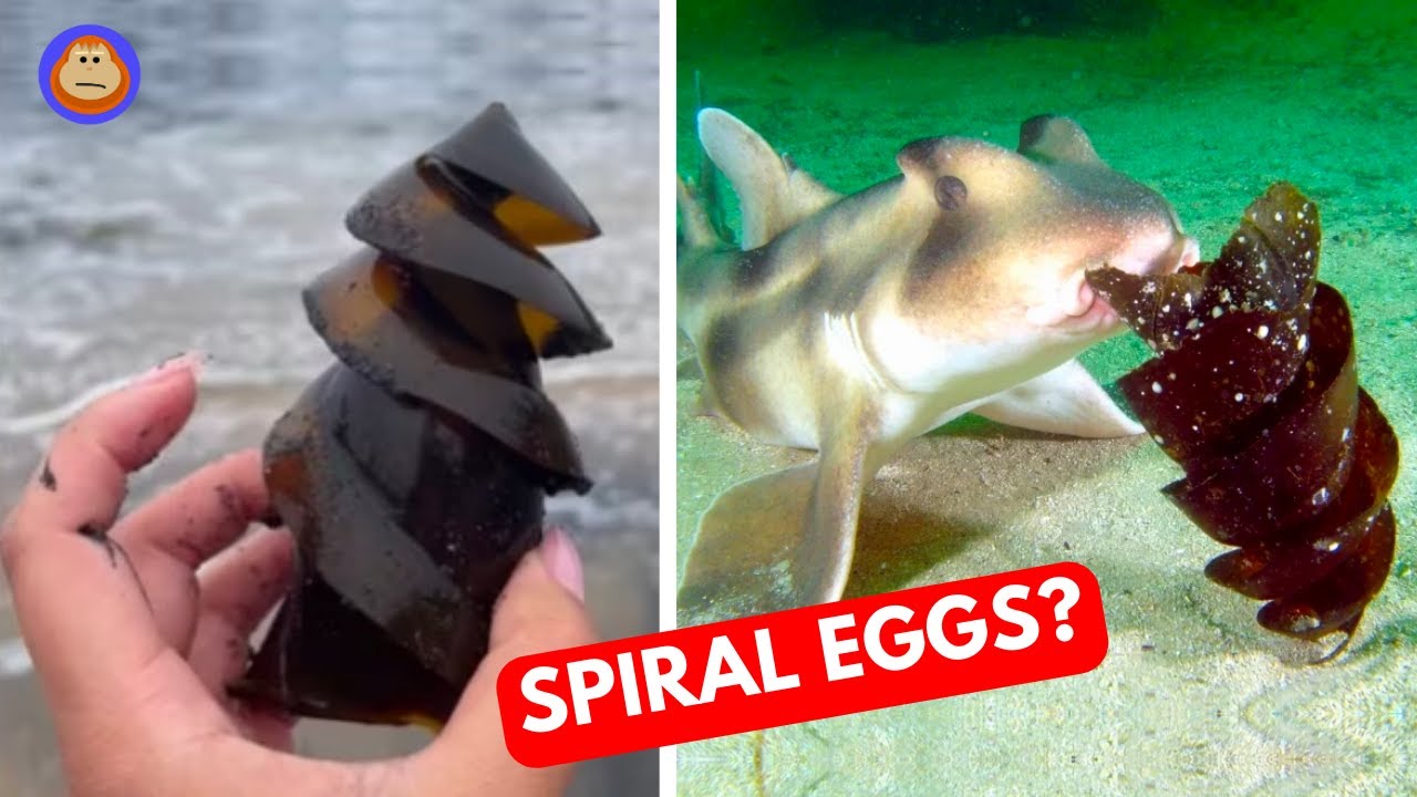The Strange World of Shark Eggs