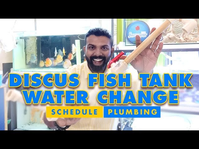 Discus Fish Tank Water Change | Schedule & Plumbing