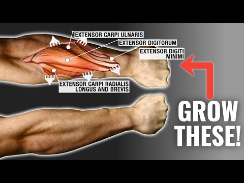download lagu mp3 mp4 How To Get Bigger Forearms, download lagu How To Get Bigger Forearms gratis, unduh video klip How To Get Bigger Forearms