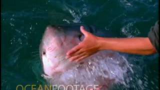 Man Pets a Great White Shark from the side of a Boat