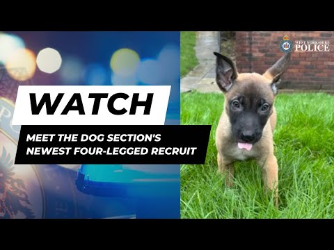 Dog Section Welcomes New Trainee | West Yorkshire Police