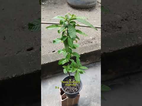 🌿 Erva-Baleeira: Lembra o cheiro de caldo Knorr e Sazón | Carutapera-MA