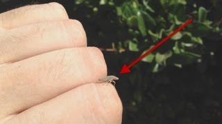 The Crying Tree - The True Origin of the "Tears"