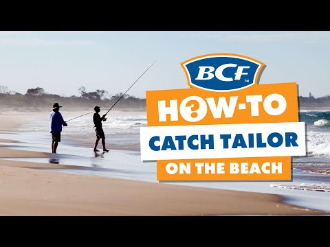 How to Catch Tailor - Beach Fishing