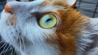 It’s fascinating how seriously cats take things