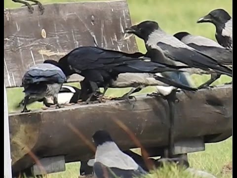 Czemu te ptaki zawsze celują w ławki?