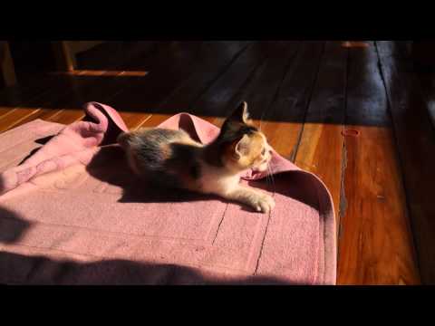 SONY RX1 MOVIE MODE TEST