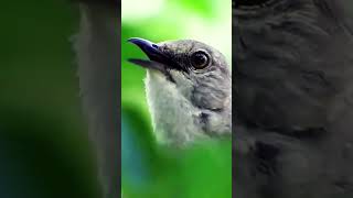 Download lagu Kicau Burung Northern Mockingbird dialam bebas... mp3